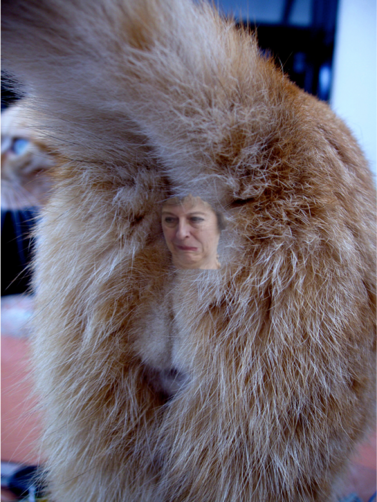 Theresa May Cat