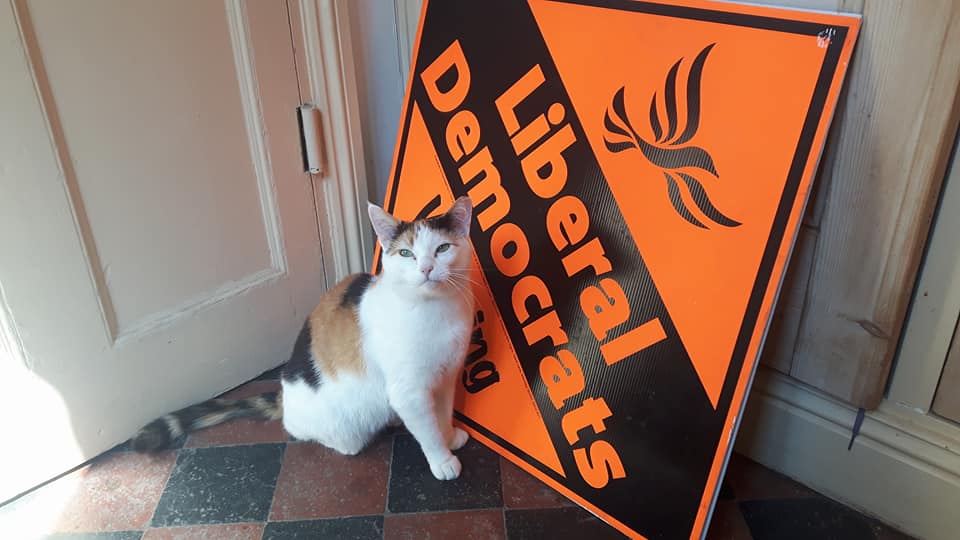 Lib Dem Cat
